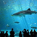 BucketList + Swim With Sharks = ✓