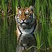 BucketList + Pet A Baby Tiger = ✓