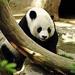 BucketList + Hold A Baby Panda = ✓