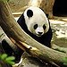 BucketList + Hold A Baby Panda = ✓