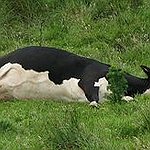 BucketList + Go Cow Tipping = ✓