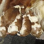 BucketList + Get Puppies = ✓