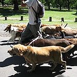 BucketList + Walk Dogs In The Park = ✓
