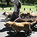 BucketList + Walk Dogs In The Park = ✓