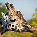 BucketList + Stay In Giraffe Manor, Nairobi = ✓