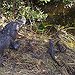 BucketList + Wrestle An Alligator = ✓