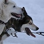 BucketList + Dog Sled = ✓