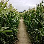 BucketList + Go On A Corn Maze = ✓