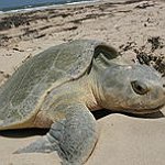 BucketList + See Baby Turtles Hatch...Again = ✓