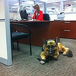 BucketList + Get A Service Dog = ✓