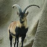 BucketList + Raise Goats Or Alpacas = ✓