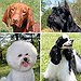 BucketList + Adopt Sheltered Dogs = ✓