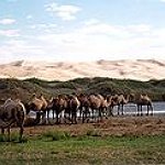 BucketList + Go Horseback Riding In Mongolia = ✓