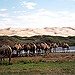 BucketList + Go Horseback Riding In Mongolia = ✓