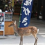 BucketList + Feed The Deer In Nara = ✓