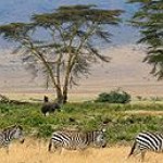 BucketList + Go On An African Safari ... = ✓
