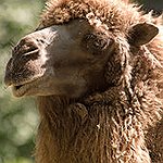 BucketList + Ride A Camel In Morocco = ✓