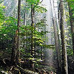 BucketList + Get Lost In A Forest ... = ✓