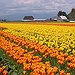 BucketList + See The Skagit Valley Tulip ... = ✓
