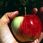 BucketList + Pick Apples From A Tree ... = ✓