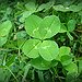 BucketList + Find A 4 Leaf Clover = ✓
