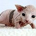 BucketList + Adopt A Sphynx = ✓