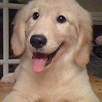 BucketList + Get A Puppy = ✓