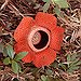 BucketList + See A Rafflesia Bloom = ✓