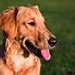 BucketList + Get A Golden Retriever <3 = ✓