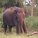 BucketList + Volunteer At A Elephant Rescue ... = ✓