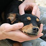 BucketList + Have A Dog = ✓