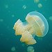 BucketList + Swim With Jellyfish! = ✓