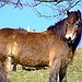 BucketList + Visit The Salt River Horses ... = ✓