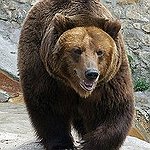 BucketList + Watch Grizzlies In Alaska = ✓