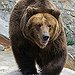 BucketList + Watch Grizzlies In Alaska = ✓