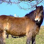 BucketList + Visit The Assateague Island Wildhorses ... = ✓