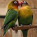 BucketList + Get A Lovebird = ✓