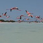 BucketList + Visit Flamingo Beach In The ... = ✓