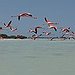 BucketList + Visit Flamingo Beach In The ... = ✓