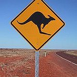 BucketList + See Kangaroos In Australia = ✓