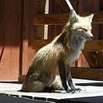 BucketList + Own A Fox As A ... = ✓