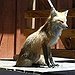 BucketList + Own A Fox As A ... = ✓