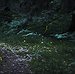 BucketList + See Fire Flies = ✓