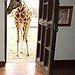 BucketList + Visit The Giraffe Hotel In ... = ✓