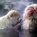 BucketList + Swim With Japanese Snow Monkeys ... = ✓