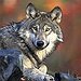BucketList + Hear A Wolf Call In ... = ✓