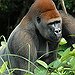 BucketList + Trek To See The Gorillas ... = ✓