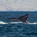 BucketList + See A Blue Whale In ... = ✓