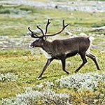 BucketList + Pet A Reindeer = ✓