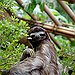 BucketList + Interact With A Sloth = ✓